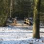 bosplantsoen onderhoud