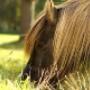 Onze hengst