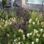 Terra Forma - Tuinontwerp en Beplanting