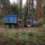 Boomverzorging Bouwmeester