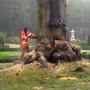 Boomverzorging Bouwmeester