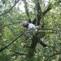 Boomverzorging Bouwmeester