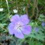 Tuinadvies Rob de Vries