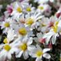 Tuincentrum Hoveniersbedrijf De Pas