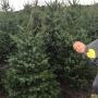 Tuincentrum Hoveniersbedrijf De Pas