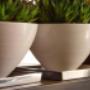 Pote en plant