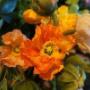 mooiste seizoensbloemen