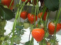 Arts en Theelen Aardbeien