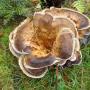 Hobbemaflat Serviceflat Vereniging De