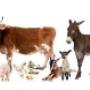 Dierenartsenpraktijk Moerstraten