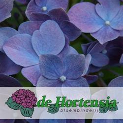 Bloembinderij de Hortensia