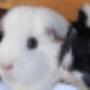 Haastrecht Dierenartspraktijk Mw drs B C M van Delft