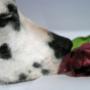 Haastrecht Dierenartspraktijk Mw drs B C M van Delft