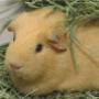 Haastrecht Dierenartspraktijk Mw drs B C M van Delft