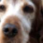 Haastrecht Dierenartspraktijk Mw drs B C M van Delft