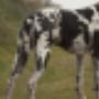 Haastrecht Dierenartspraktijk Mw drs B C M van Delft