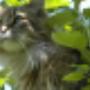 Haastrecht Dierenartspraktijk Mw drs B C M van Delft