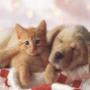 Haastrecht Dierenartspraktijk Mw drs B C M van Delft