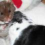 Haastrecht Dierenartspraktijk Mw drs B C M van Delft