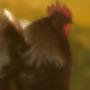 Haastrecht Dierenartspraktijk Mw drs B C M van Delft