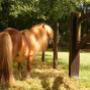 Haastrecht Dierenartspraktijk Mw drs B C M van Delft