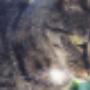 Haastrecht Dierenartspraktijk Mw drs B C M van Delft
