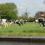 Camping Rijpkema