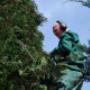 Tuinservice Werf vd