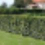 Tuinservice Werf vd