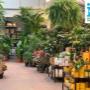 Intratuin Weert Kamerplanten