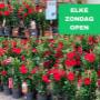 Intratuin Weert - Elke zondag open