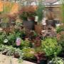 Intratuin Weert Tuinplanten