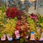Intratuin Weert Aquariumplanten