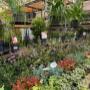 Intratuin Weert Vaste planten, siergrassen & bodembedekkers