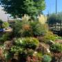 Intratuin Weert Buitenplanten