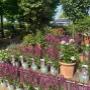 Intratuin Weert Vaste tuinplanten