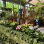 Intratuin Weert Tuinplanten afdeling zomerbloeiers en mediterrane planten