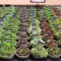Intratuin Weert Sedumplanten
