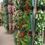 Intratuin Weert Hangplanten Zomerbloeiers