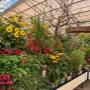 Intratuin Weert Vaste tuinplanten