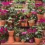 Intratuin Weert planten