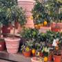Intratuin Weert Citrusbomen