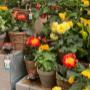 Intratuin Weert Zomerbloeiers