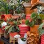 Intratuin Weert Planten & Potten