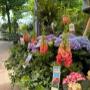 Intratuin Weert Tuinplanten