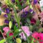 Intratuin Weert Snijbloemen