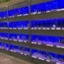 Intratuin Weert Aquarium