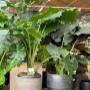 Intratuin Weert Kamerplanten