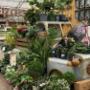 Intratuin Weert Zomerbloeiers & Terrasplanten