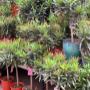 Intratuin Weert Oleanders